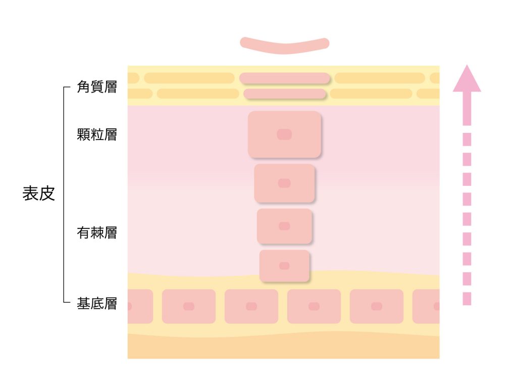 ターンオーバが整っている肌